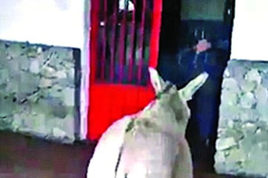 Bombeiros dão nome de Maduro a um burro