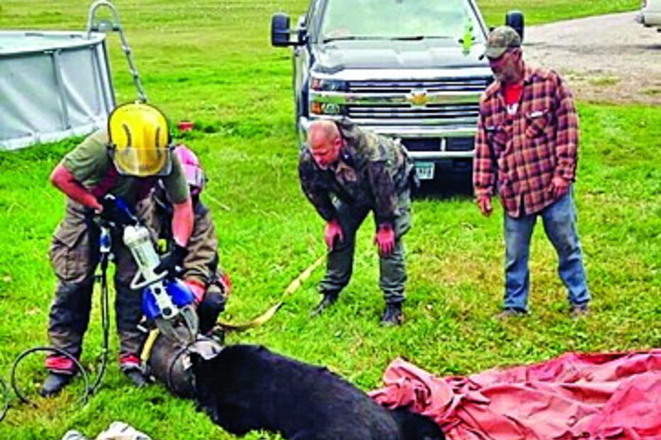 Urso guloso fica com a cabeça presa num jarro