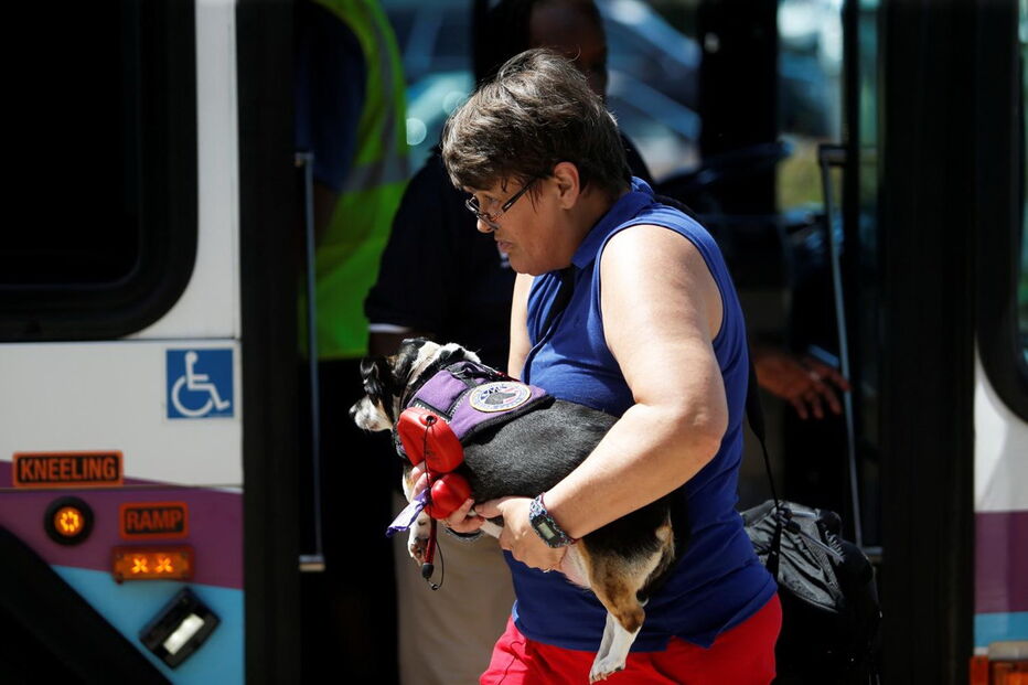Animais resgatados na tempestade Florence
