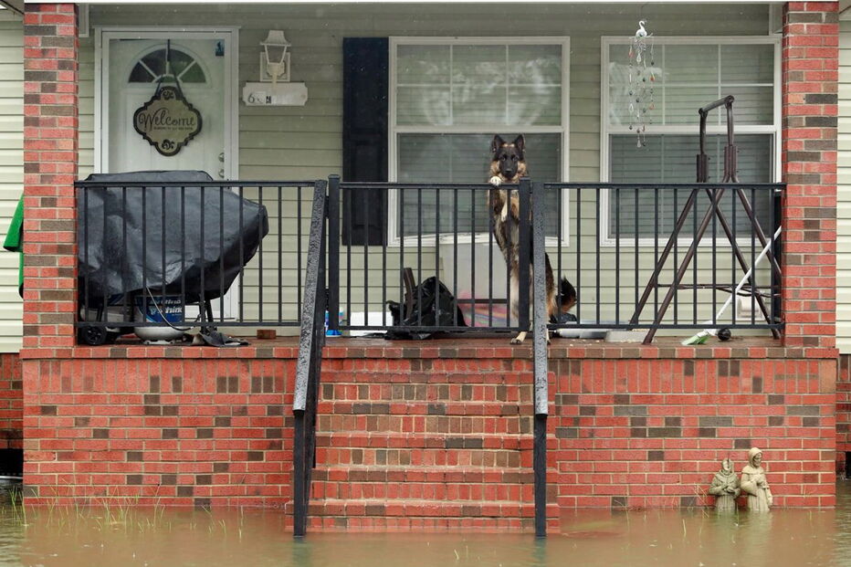 Animais resgatados na tempestade Florence