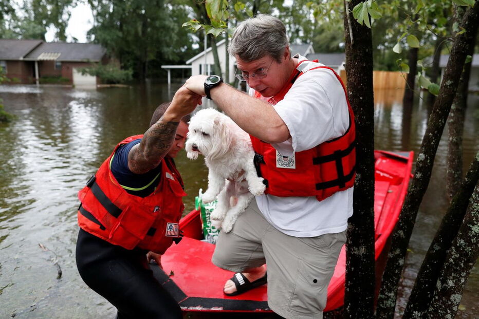 Animais resgatados na tempestade Florence