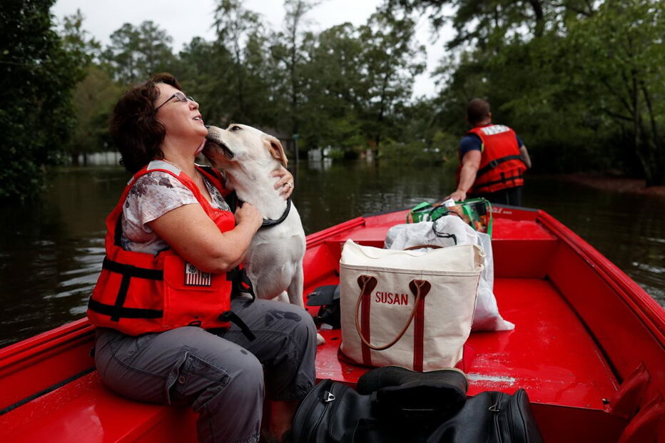 Animais resgatados na tempestade Florence