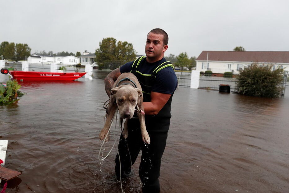 Animais resgatados na tempestade Florence