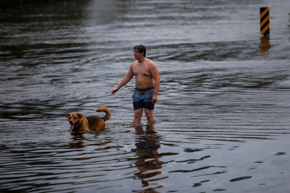 Animais resgatados na tempestade Florence