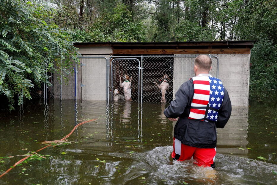 Animais resgatados na tempestade Florence