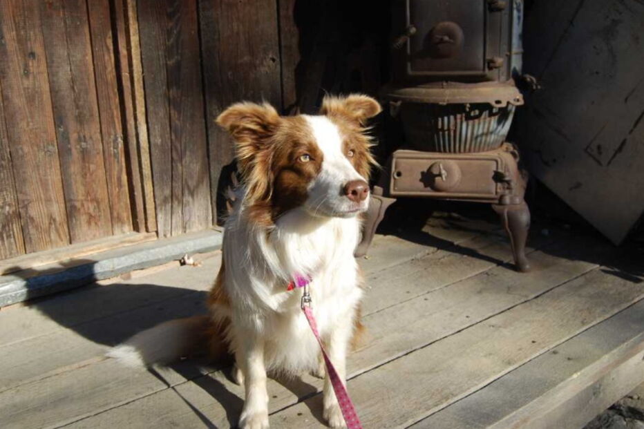 Morte de cadela presidente deixa localidade nos EUA de luto