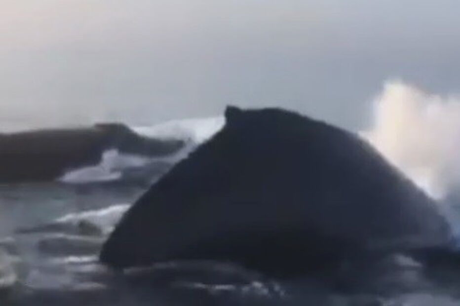 Três baleias surpreendem passageiros com mergulhos sincronizados