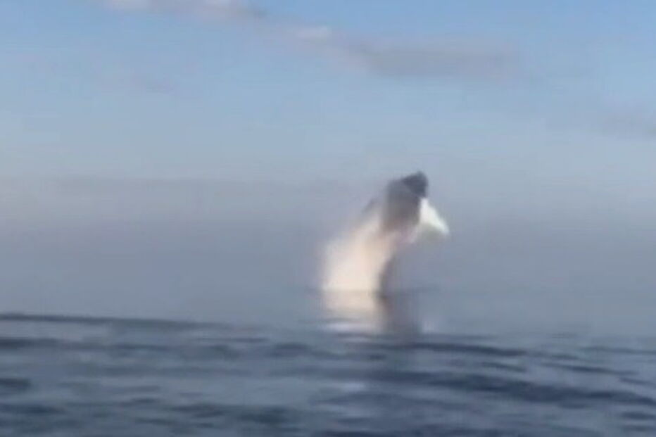 Três baleias surpreendem passageiros com mergulhos sincronizados