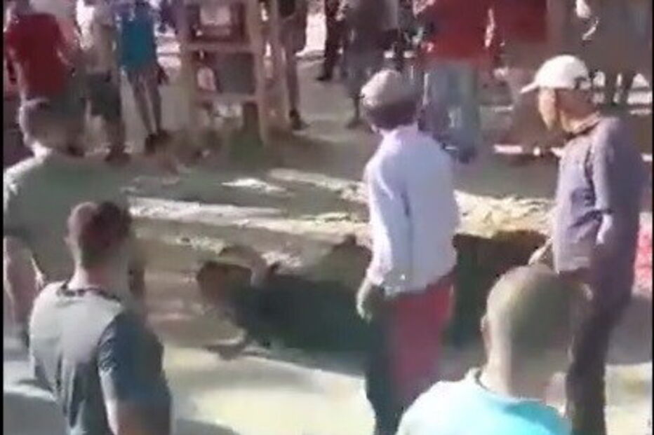 Touro morre durante largada na Moita