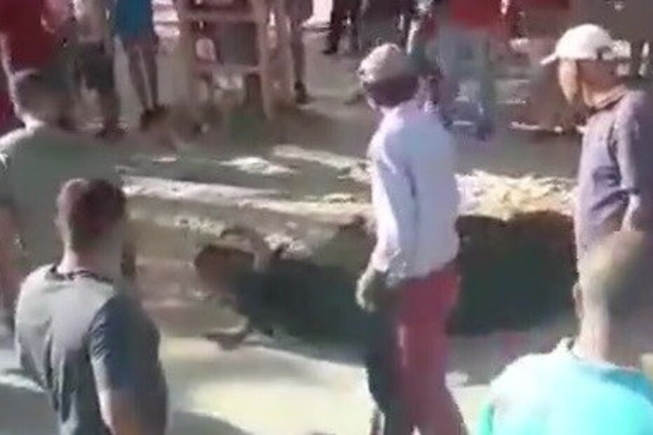 Touro morre durante largada na Moita