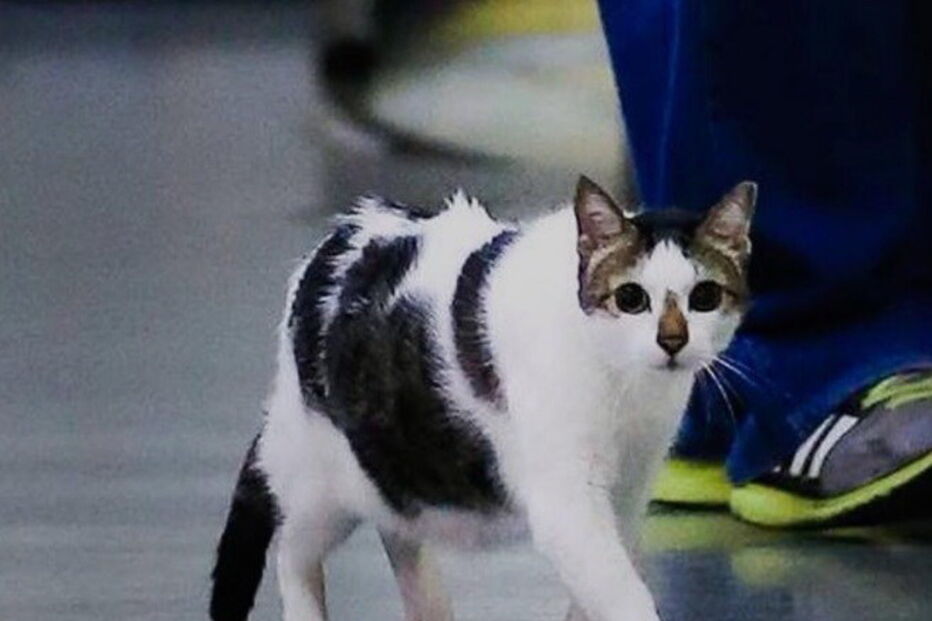 Gato proibido de entrar em Shopping no Brasil