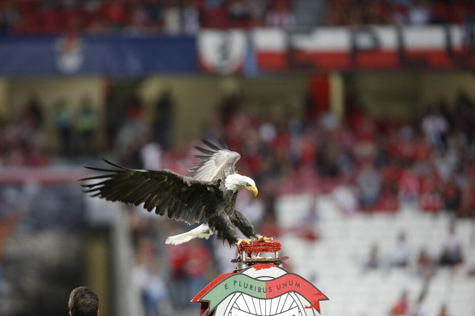 A águia Vitória antes do jogo Benfica - Bayern Munique