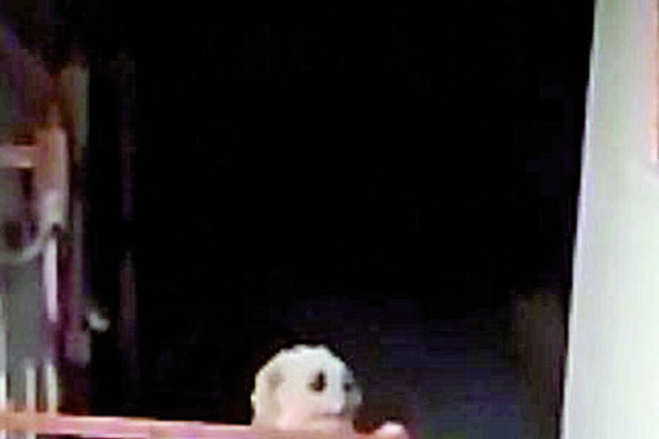 Cão distraído julga estar preso