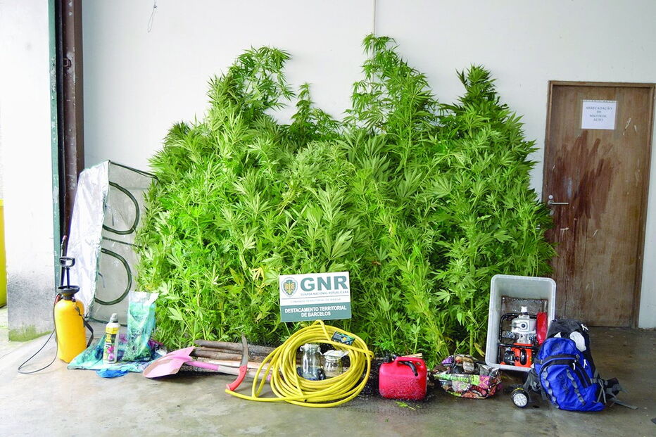 Plantação de canábis que a GNR apreendeu a dois estudantes  