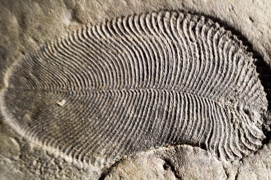 Moléculas de colesterol num fóssil 