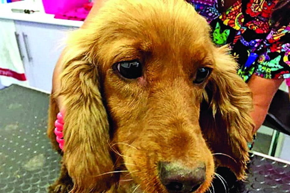 Bombeiros resgatam cadela em Monchique