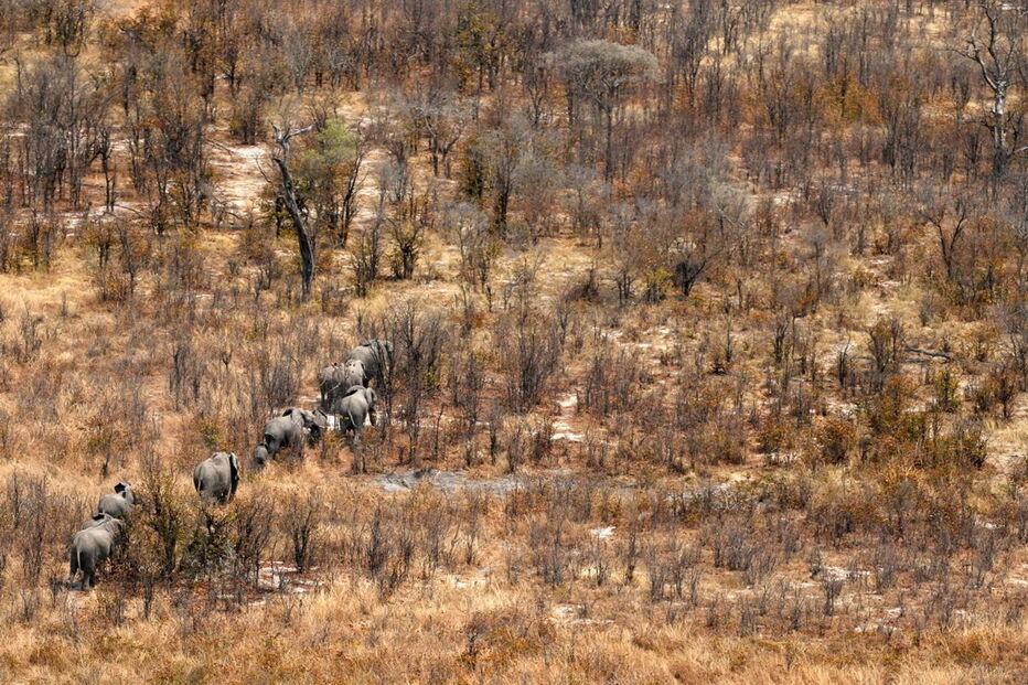 Noventa elefantes mortos no Botswana