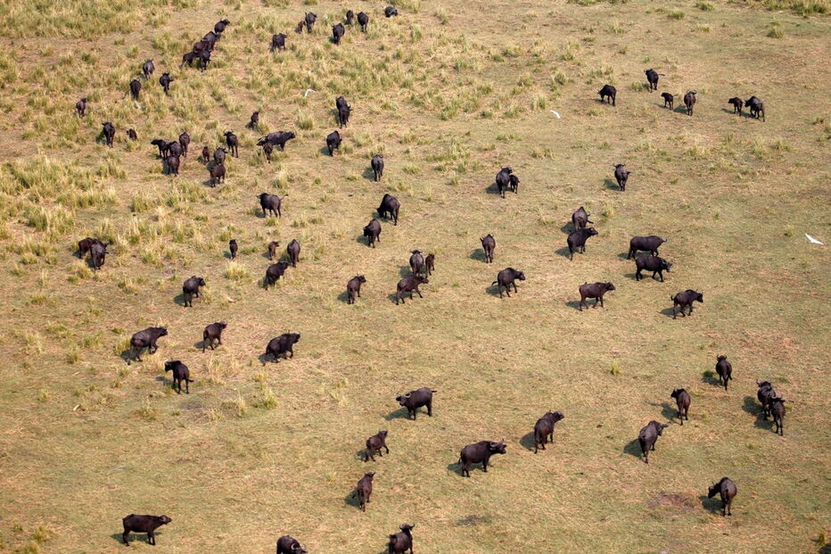 Noventa elefantes mortos no Botswana