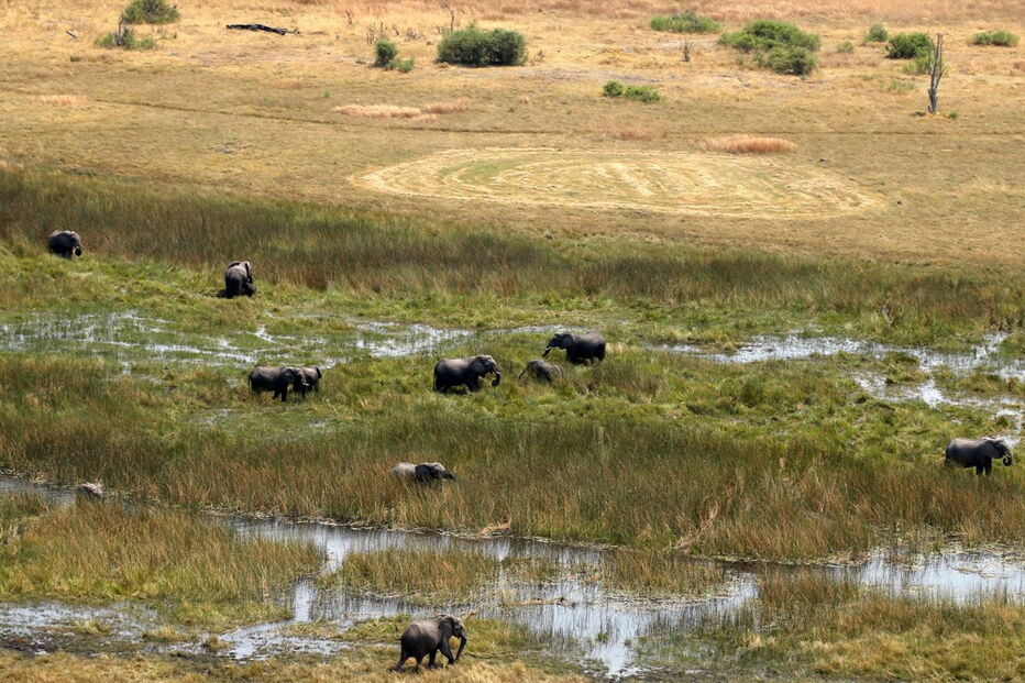 Noventa elefantes mortos no Botswana