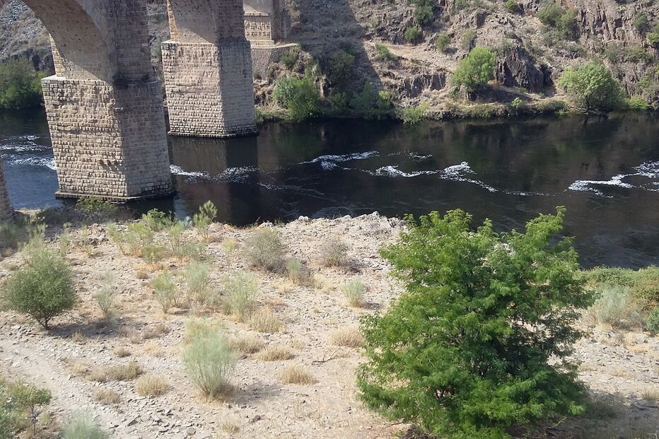 Tejo apresenta-se verde junto à barragem de Alcântara, em Espanha