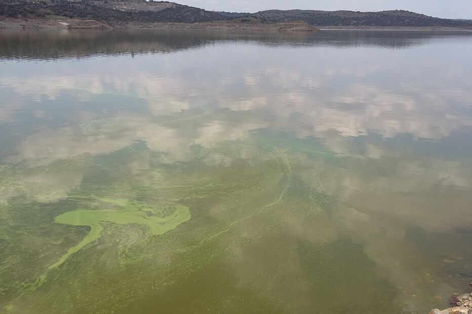 Tejo apresenta-se verde junto à barragem de Alcântara, em Espanha