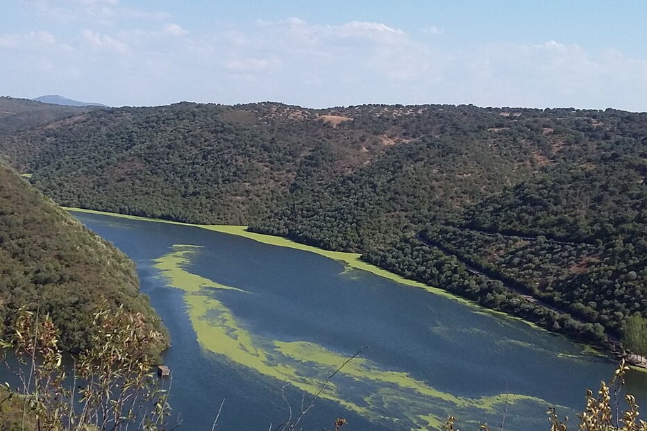 Águas do Tejo com espuma verde junto à barragem de Cedillo na fronteira entre Espanha e Portugal