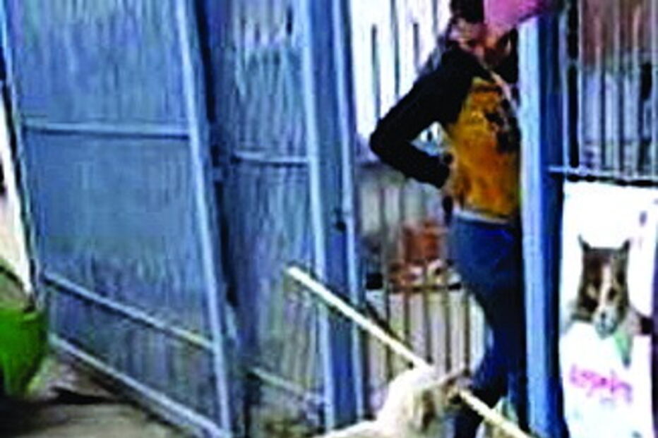 Cão atrapalhado em manobra impossível