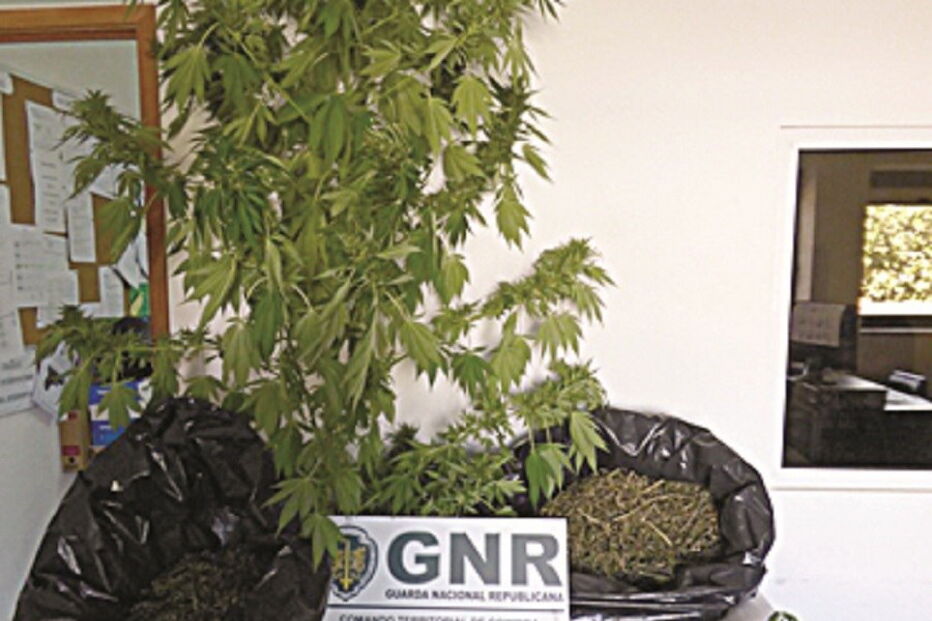 Plantas estavam num quintal 