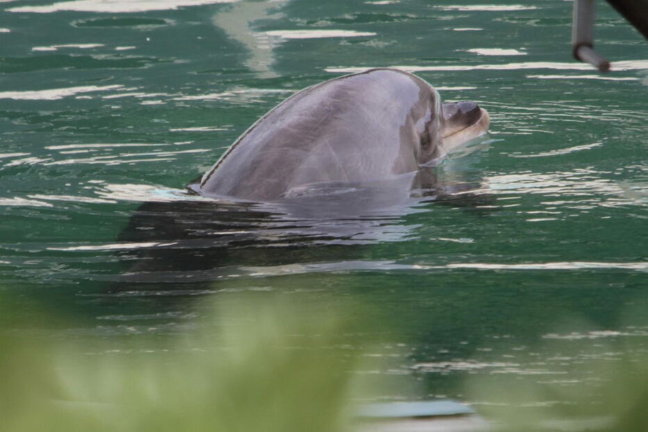 Imagens captadas pelo drone no parque abandonado