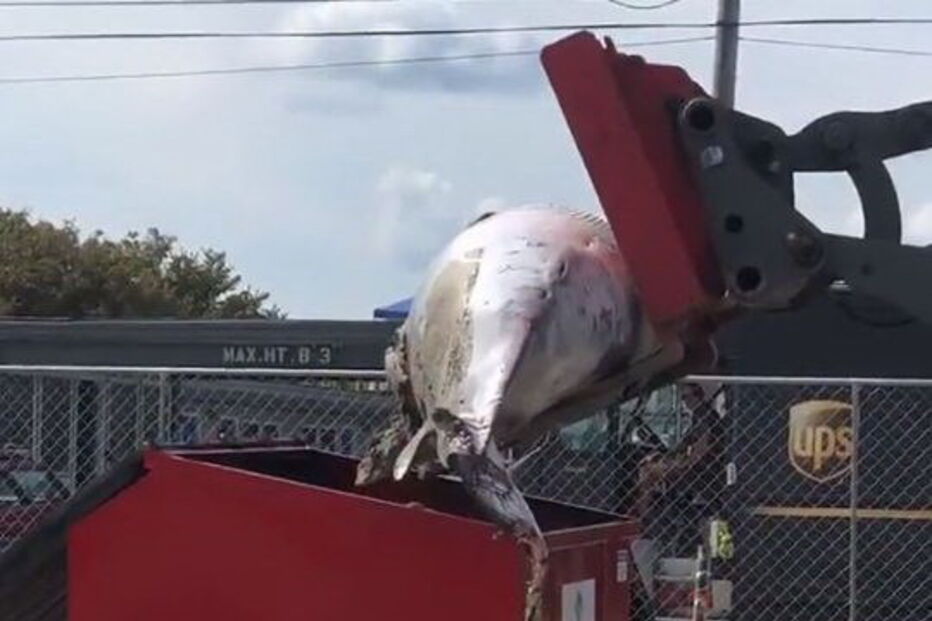 Baleia foi deixada pela polícia no parque de estacionamento