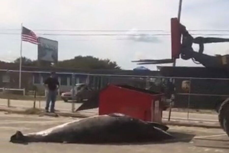 Baleia foi deixada pela polícia no parque de estacionamento