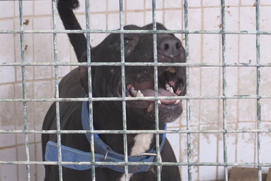 2018-09-23_13_07_53 Canis ainda mais lotados com proibição de abate.jpg