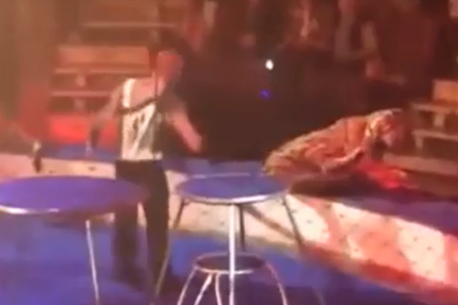 Tigre tem ataque durante espetáculo e colapsa junto ao público