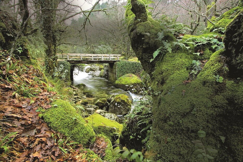 Mata da Albergaria, no Gerês
