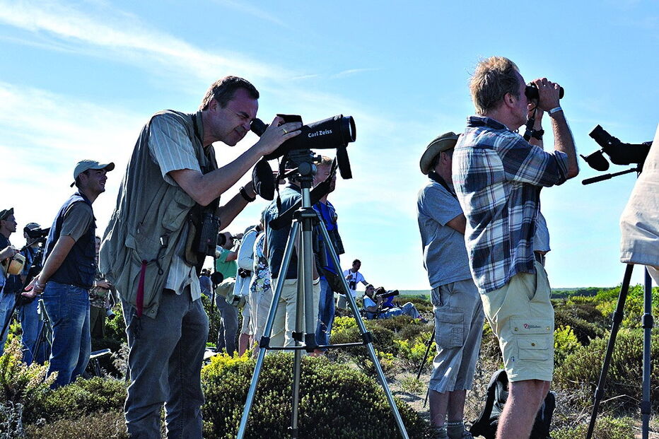 Há muitas aves para observar 