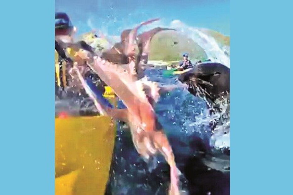 Foca ataca canoísta com polvo na boca
