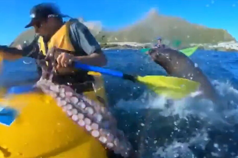 Foca ataca canoísta com polvo na boca