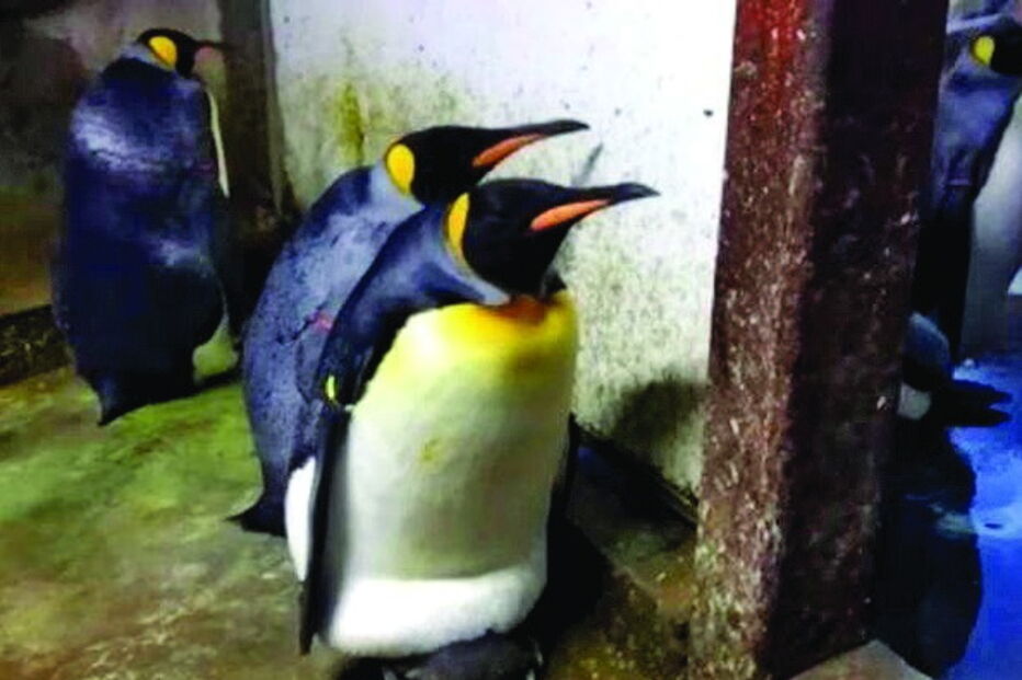 Casal gay de pinguins rapta cria em Jardim Zoológico