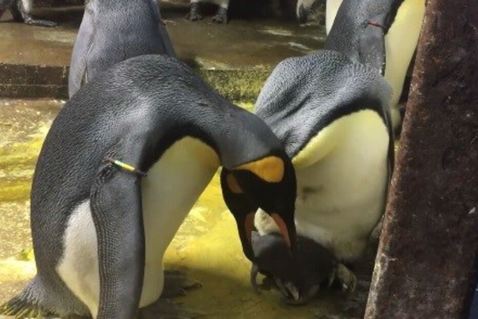 Casal gay de pinguins rapta cria em Jardim Zoológico