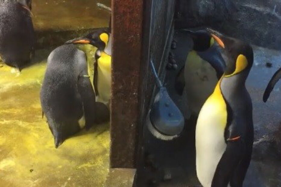 Casal gay de pinguins rapta cria em Jardim Zoológico