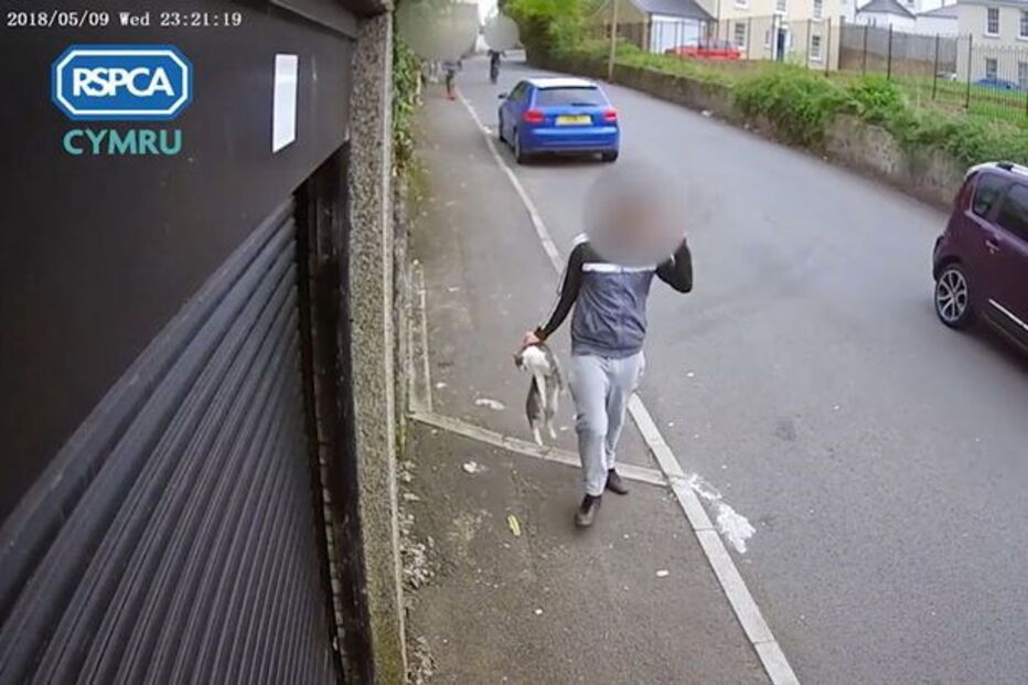 Adolescente atiçaram cão contra gato