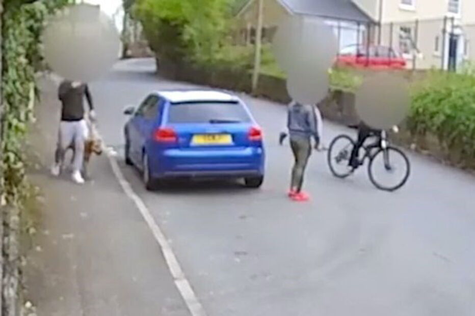 Adolescente atiçaram cão contra gato