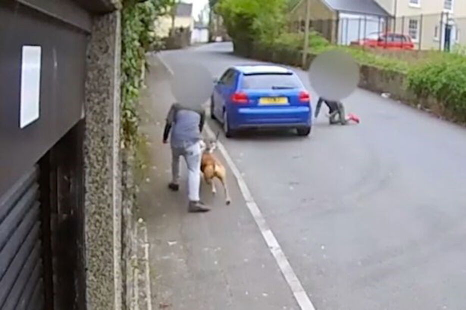 Adolescente atiçaram cão contra gato