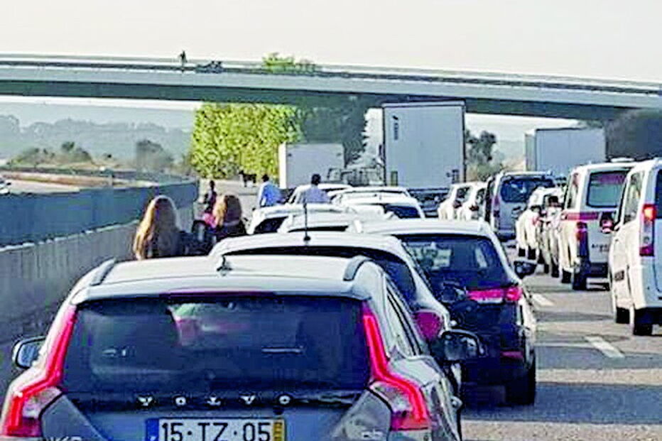 Animal parou o trânsito na A1