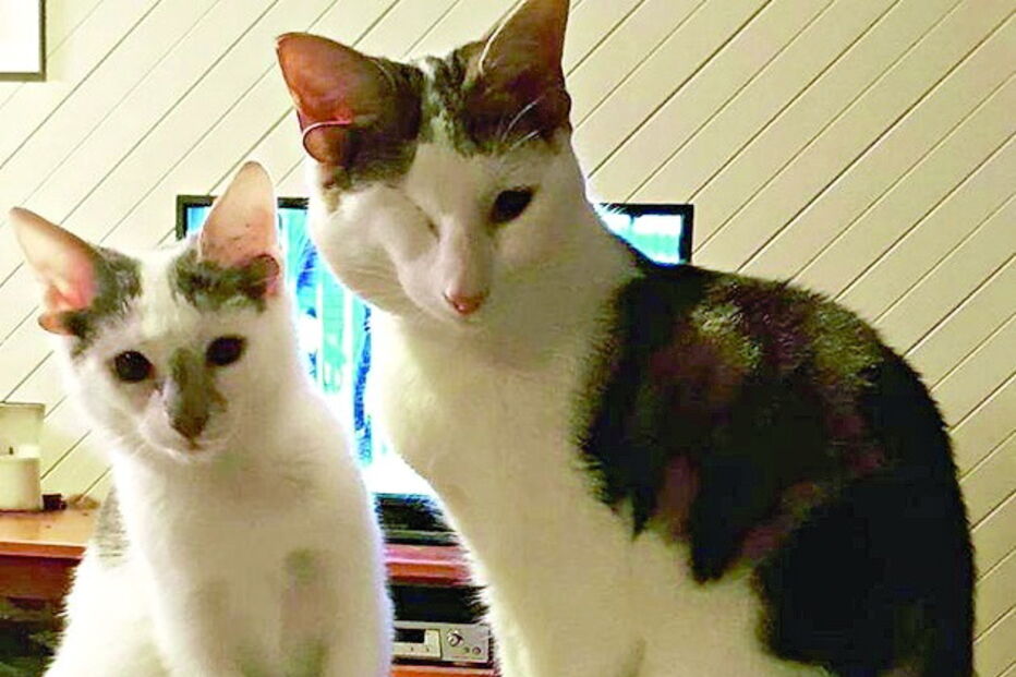 Gato com quatro orelhas encontrado debaixo de casa na Austrália