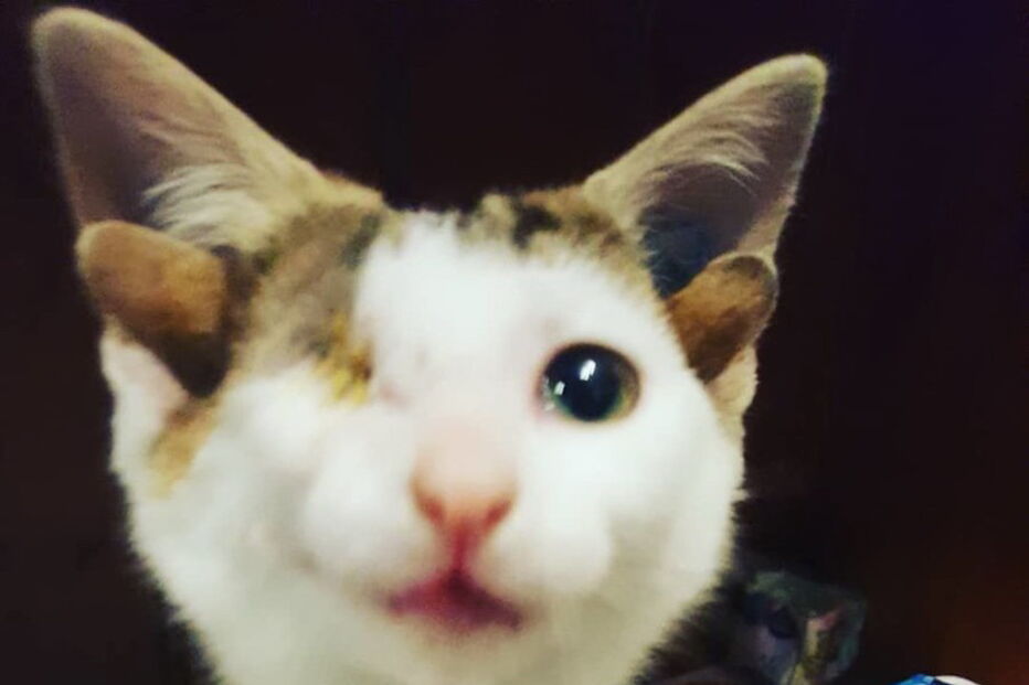 Gato com quatro orelhas encontrado debaixo de casa na Austrália