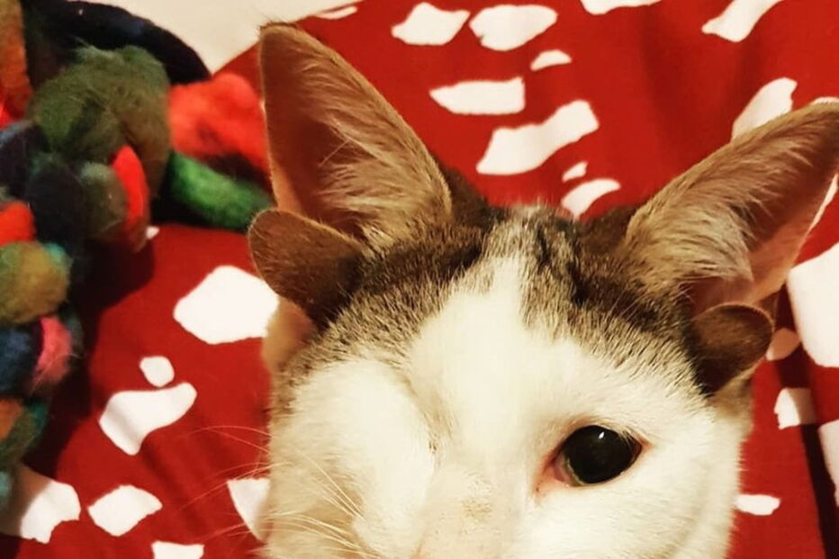 Gato com quatro orelhas encontrado debaixo de casa na Austrália