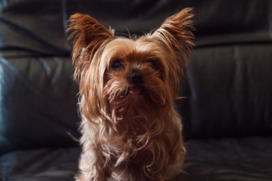 Yorkshire Terrier 