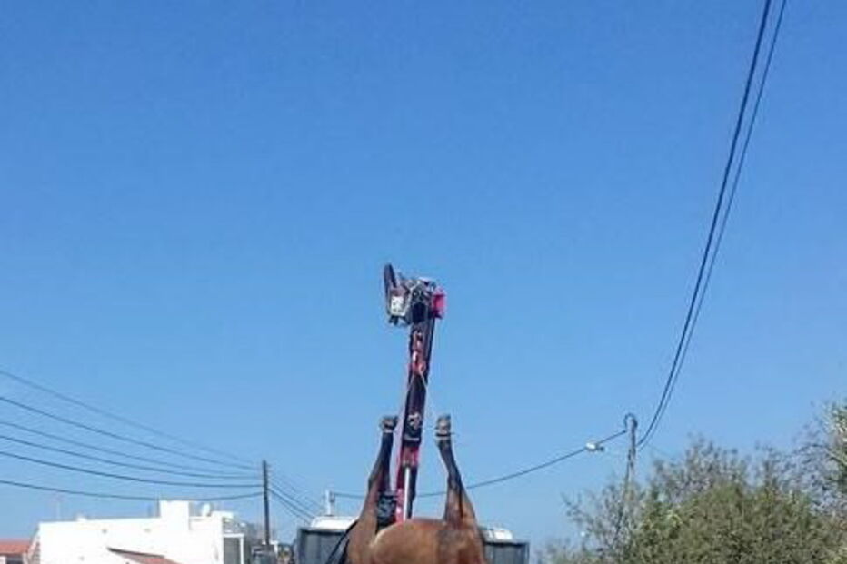 Égua morre atropelada em Silves