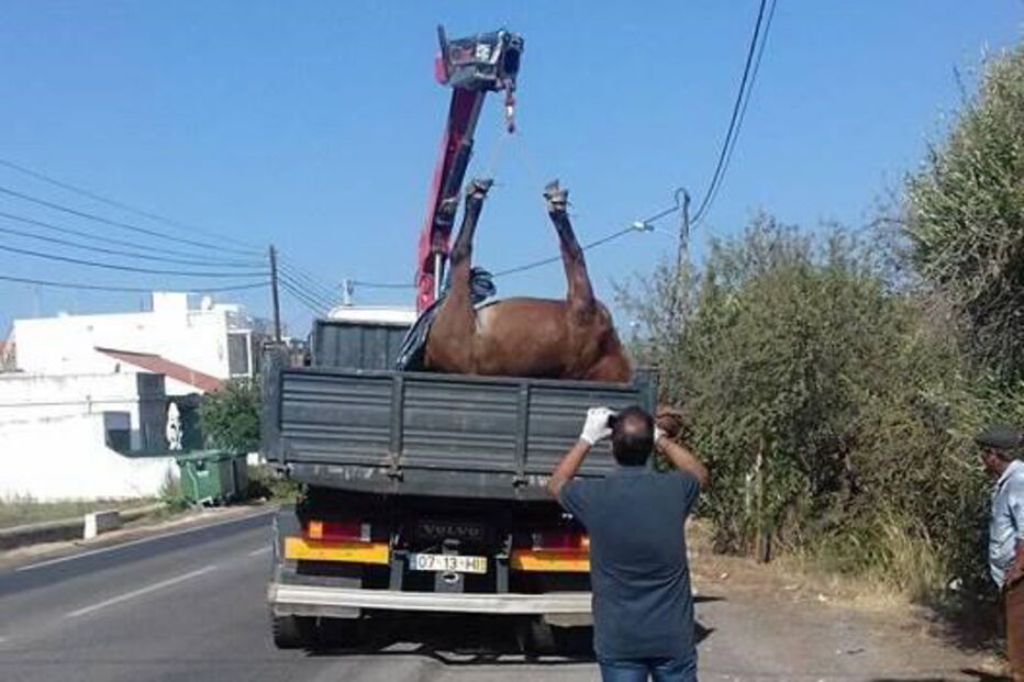Égua morre atropelada em Silves